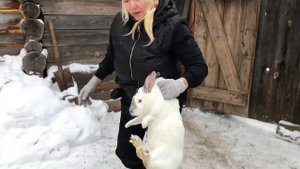 Вес кроликов в 3 месяца. Кролики в моем хозяйстве.Сколько весят взрослые кролики?