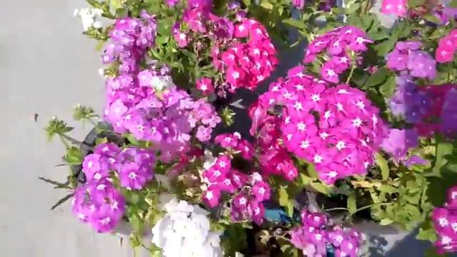 643 - Care of FLOX FLOWERS during early summer /गर्मियों में FLOX की देखभाल (Hindi ) 23/2/18 смотреть онлайн