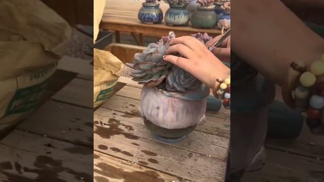 Tailored succulent pot from China factory