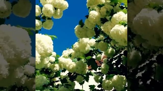 Flowers - I love its very much. Бульденежки цветут, как невесты: белые, чистые, веселые. смотреть онлайн