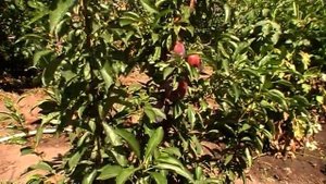 Слива диплоїдна сорту ""Бербанк Гігант""