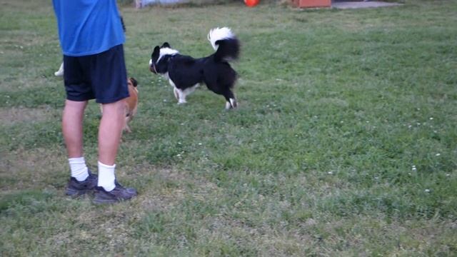 Ball Chase1 смотреть онлайн