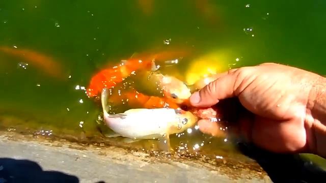 Кормление рыбок с рук. Сад Комлевых. смотреть онлайн