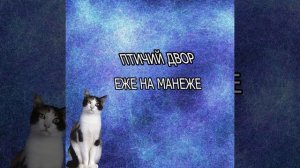 Апи