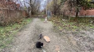 Стафф с котами / Дрессировка