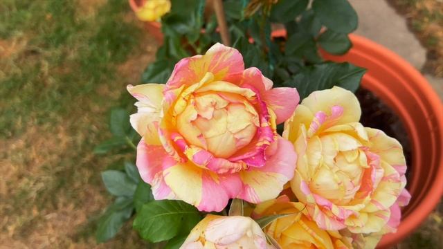 Розы в саду 2022. Лучшие розы в саду. Rose des Cisterciens от Delbard и Роза Bordeaux от Кордес. смотреть онлайн