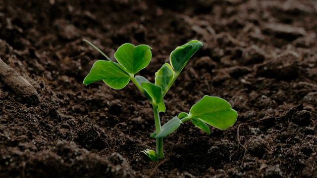 Samadhi maze "Новая Земля" смотреть онлайн