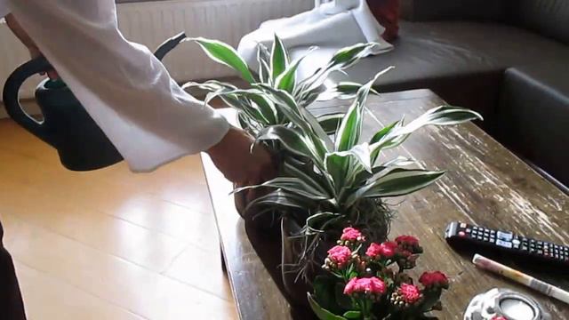 Water your house plants смотреть онлайн