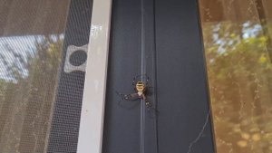 ОПАСНЫЙ ПАУК 😱 В СОЧИ НЕ РЕДКОСТЬ