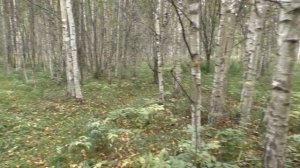 Грибы и дача. Собираем грибы возле дач!
