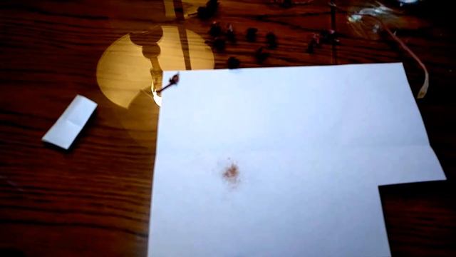 Echeveria seed harvest смотреть онлайн