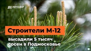 Трасса М-12: зачем мы высаживаем деревья