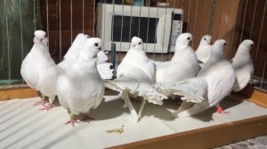 Крюковские белые голуби. Pushchino 2023