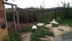 Новый и самодельный пруд для гусей