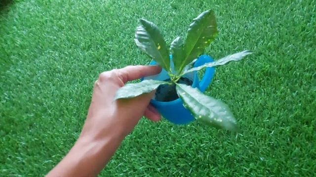 How to grow Croton plant cuttings in water and transfer them to soil?क्रोटन कटिंग पानी से मिट्टी मे смотреть онлайн