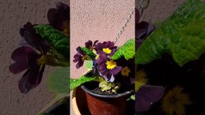 Начинающий цветовод. Ранункулюсы