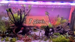 Как наладить баланс в аквариуме?/Запуск 150 литров