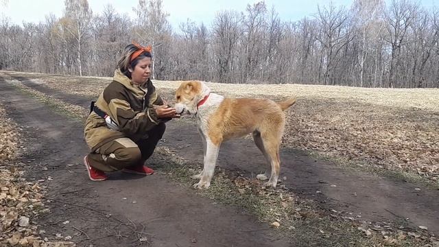 3УР БАШИ питомник Сао (В каком возрасте брать щенка??) АЛАБАЙ ЩЕНКИ АЛАБАЯ смотреть онлайн