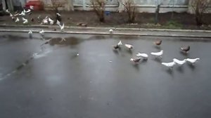 #Бакинские#Иранские#носатые#голуби