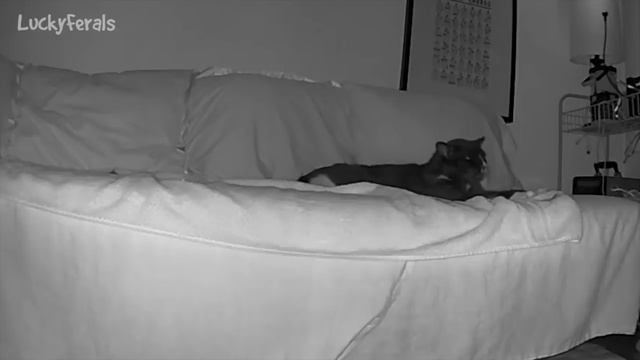 ICYMI Caturday! * Lucky Ferals S4 Episodes 150 - 159 * Cat Videos Compilation смотреть онлайн