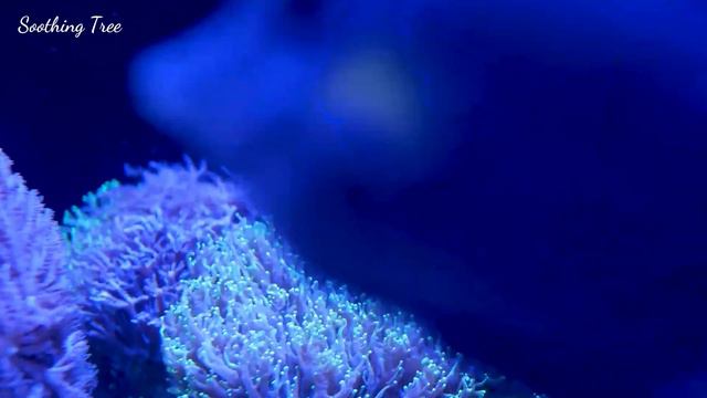 лучшая музыка 🌿 поможет вам снять усталость от стресса 🐠 Исцеление разума, тела и души