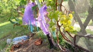 ??Вызревание лозы винограда в августе. Розовый Тукай.