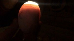 Гусиная инкубация 17 день овоскоп .