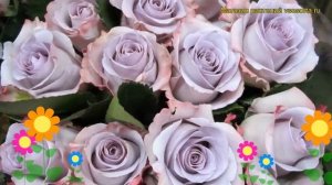 Роза чайно-гибридная Осеан сонг. Краткий обзор, описание характеристик, где купить саженцы