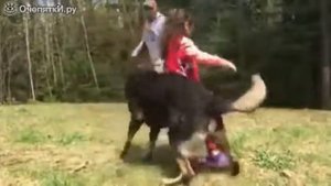 Овчарка защищает  девочку?????