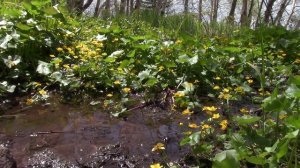 Когда цветет калужница