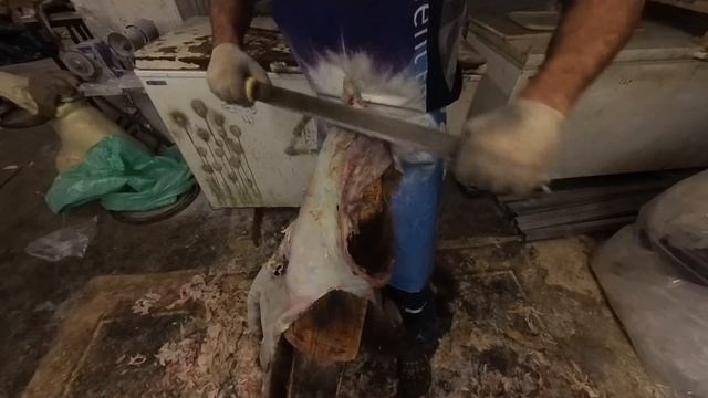 мездрение шкуры медведя