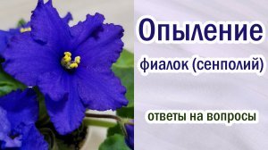 Опыление фиалок. Когда пестик готов к опылению. Какой цветок опылять. Селекция.