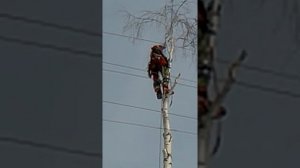 Полный процесс спиливания дерева альпинистом. Когда заказчик во́время принял решение!