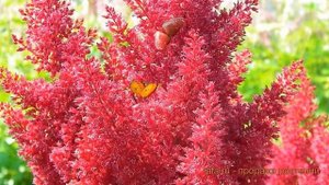 Астильба гибридная Санни дей (astilbe sunny day) ? обзор: как сажать, саженцы астильбы Санни дей