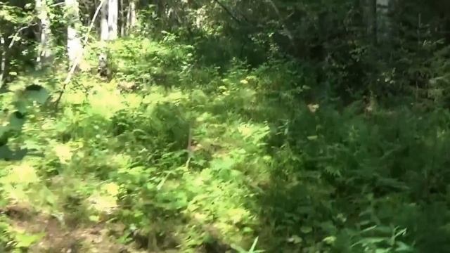 Грибная охота.Все виды грибов. смотреть онлайн