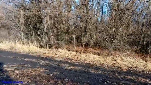 Зимний опенок и вешенка на берёзе, другие различные грибы и поиски чаги смотреть онлайн