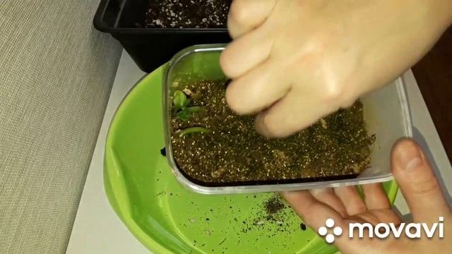 КОМНАТНЫЕ РАСТЕНИЯ(ЦВЕТЫ).ПЕПЕРОМИИ.АДЕНИУМЫ.ПАХИПОДИУМЫ.