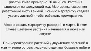 Маргаритка уход.Маргаритка многолетняя уход
