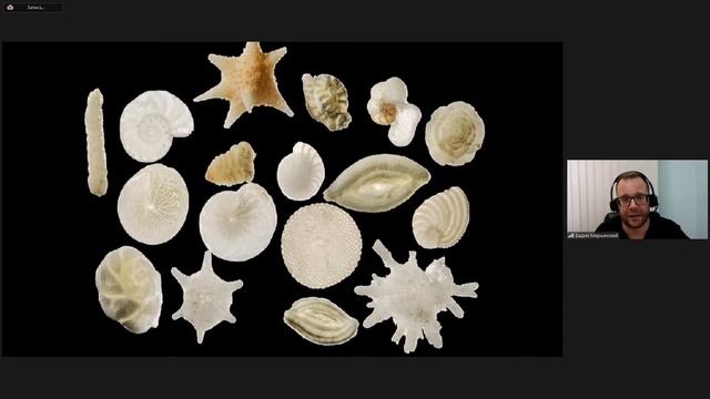 Открытый вебинар: Естествознание — Систематика. Клетка. смотреть онлайн