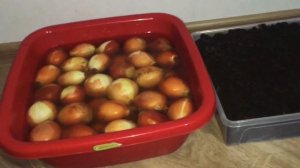Как вырастить лук дома