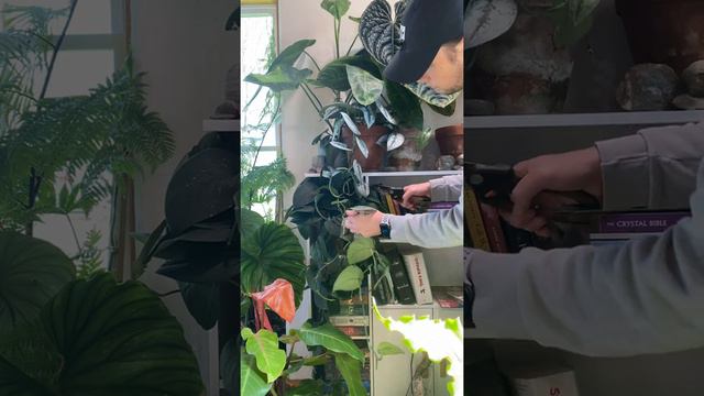 Propagating Scindapsus Exotica