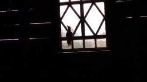 Лесной домик/ дятел на чердаке...))