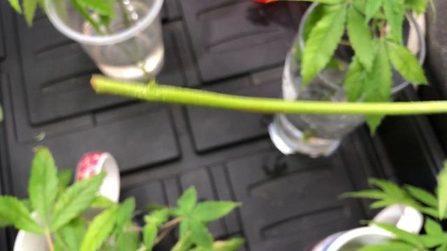 quick grow tip - rooting clones in plain water смотреть онлайн
