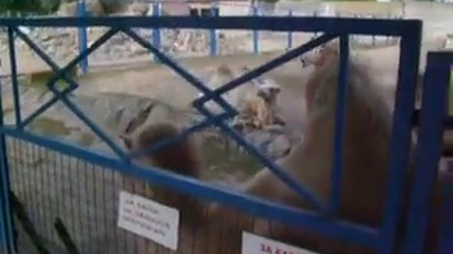 Верблюд двугорбый
