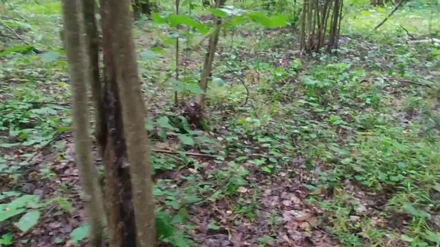 поехали за грибами нарвали гороха ? смотреть онлайн