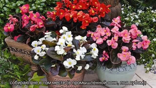Какой нужен грунт для Бегонии — выбор и подготовка смотреть онлайн