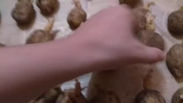 Мощные глазки на картофеле Проращивание картошки картофеля Картошка Картофель