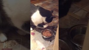Кот ест корм лапой
