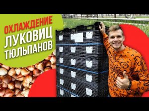 Правильное хранение и охлаждение луковиц тюльпанов для выгонки