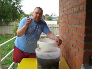 Настойка из чёрной смородины